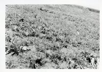 1980s - Results of too much rain