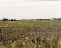 1990 No-till soybeans