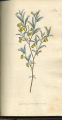Lavender-leaved Hermannia