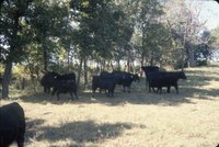 Slide Collection Of Agricultural Land And Cattle 