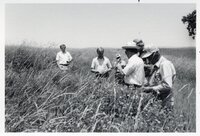 1970's Group of men in tall grass