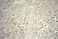 Dry cropland, 1988