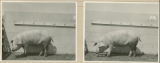 Experiment 326, representative pig #75, 1930