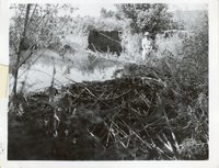 Beaver Dam on Chesquest Creek