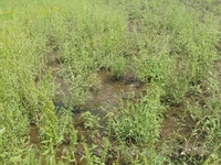 2007 Jack Strawhacker photos of grasses