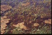 Wetland Project on Jeff Morrison's Farm.