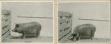 Experiment 326, representative pig #565, 1930