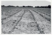 Dry fields