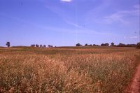 Larry Braby's Farm Before and After a Wetland Construction Project.