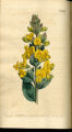 Three-flowered Crotalaria