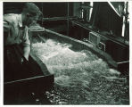 Engineering student examining water flow in engineering laboratory, The University of Iowa, 1939