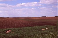Drainage Waterway on the Jaquith Farm.