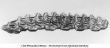 Pleistocene Fauna, Equus scotti Gidley (fossil horse) upper molars, left side, natural size, section 35, Lyon Township, Iowa, late 1890s or early 1900s