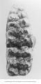 Pleistocene Fauna, right upper 6th molar of Mammoth mirificum Leidy, Mastodon mirificum Leidy, reached in digging well through Kansan Drift on Mr. Jensen's farm near Akron, Iowa, late 1890s or early 1900s