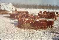 Feeding cattle hay in the winter.