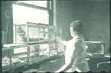 Woman examining zoological specimens, The University of Iowa, 1930s?