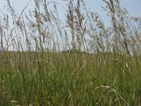 2007 Praying mantis on switchgrass
