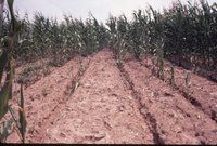 Green corn in field