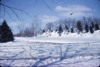 Snow piled in a windbreak.