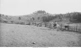 Roping a calf in the Payne and Arnold's corral near Minnekahta, Minn., late 1890s or early 1900s