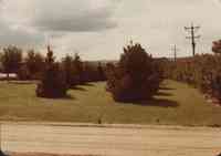 Three kinds of trees on the Gary Gearke farm