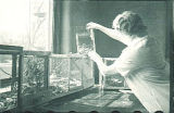 Woman examining zoological specimens, The University of Iowa, 1930s?