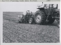No-till planting corn into soybeans.