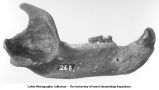 Pleistocene Fauna, Ursus americana, late 1890s or early 1900s