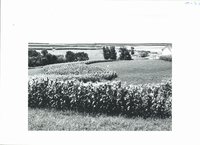 Strip cropping on Melvin Manders farm, 1963