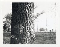 Persimmon tree in grove south of Kingston,  Iowa