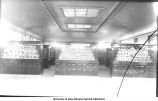Bird Room, Museum, Macbride Hall, The University of Iowa, 1900s