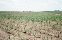 State Conservation Award given to Larry Knaack's farm property.  