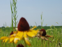2007 Jack Strawhacker photos of coneflowers