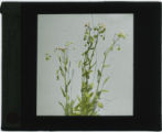 Erigeron (Fleabane)