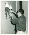 Restoring a light fixture in the Old Capitol, The University of Iowa, 1974