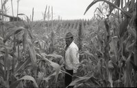 Smiling man in corn