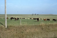 Arnold Berglund's cattle graze in a pasture.
