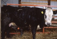 Hiller farm cattle.