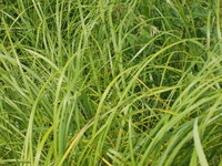 2007 Jack Strawhacker photos of grasses