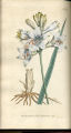 Savoy Anthericum, St. Bruno's Lily, Paradise Lily