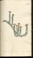 Heath-leaved Gnaphalium, Everlasting