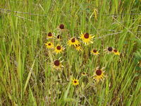 2007 Jack Strawhacker photos of coneflowers