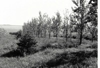 Windbreak near cornfield