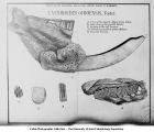 Pleistocene Fauna, Castoroides ohioensis, late 1890s or early 1900s