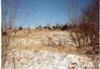 1995 Tree planting project by Tim Jackson
