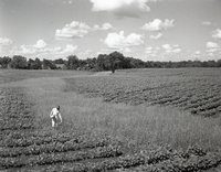 Young Girl Stands in Cornfield