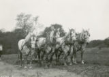 Four draft horses, 1930