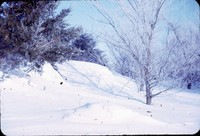 Windbreak on the Leonard Kastengren farm.
