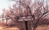 Cling Red Honeysuckle