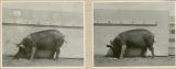 Experiment 326, representative pig #445, 1930